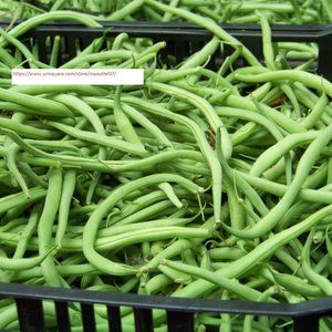 Blue Lake Bush Bean Seeds - Vegetable Seeds - BOGO